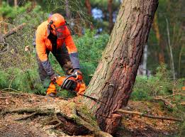 Seven Points, TX Tree Removal Company